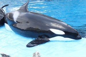 名古屋港水族館（シャチ）　愛知県港区の観光・撮影スポットの写真や画像