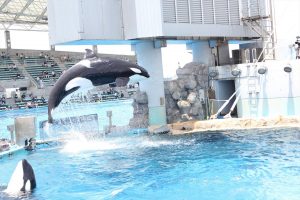 名古屋港水族館（シャチ）　愛知県港区の観光・撮影スポットの写真や画像