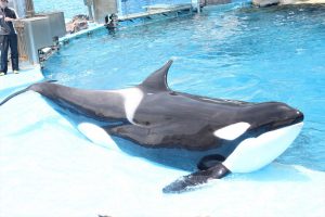 名古屋港水族館（シャチ）　愛知県港区の観光・撮影スポットの写真や画像
