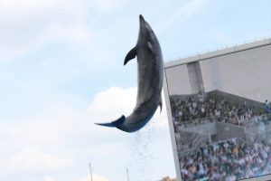 名古屋港水族館（イルカ　大ジャンプ）　愛知県港区の観光・撮影スポットの写真や画像