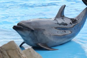 名古屋港水族館（バントウイルカ　）　愛知県港区の観光・撮影スポットの写真や画像