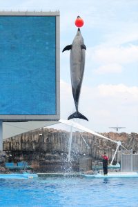 名古屋港水族館（イルカ　大ジャンプ）　愛知県港区の観光・撮影スポットの写真や画像