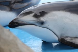 名古屋港水族館（カマイルカ）　愛知県港区の観光・撮影スポットの写真や画像