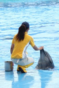名古屋港水族館（イルカのご褒美）　愛知県港区の観光・撮影スポットの写真や画像