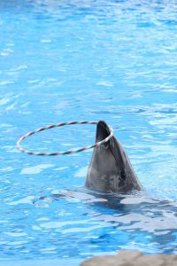 名古屋港水族館（イルカ　フラフープ　）　愛知県港区の観光・撮影スポットの写真や画像