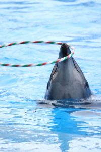 名古屋港水族館（イルカ　フラフープ　）　愛知県港区の観光・撮影スポットの写真や画像