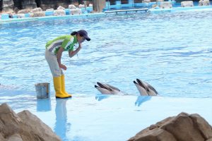 名古屋港水族館（イルカ　フラフープ　）　愛知県港区の観光・撮影スポットの写真や画像