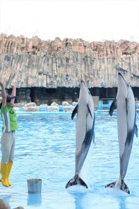 名古屋港水族館（イルカの立ち泳ぎ）　愛知県港区の観光・撮影スポットの写真や画像