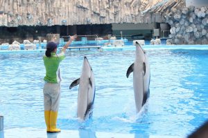 名古屋港水族館（イルカの立ち泳ぎ）　愛知県港区の観光・撮影スポットの写真や画像