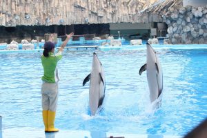 名古屋港水族館（イルカの立ち泳ぎ）　愛知県港区の観光・撮影スポットの写真や画像