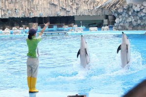 名古屋港水族館（イルカの立ち泳ぎ）　愛知県港区の観光・撮影スポットの写真や画像