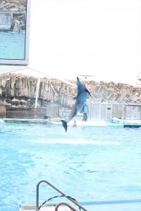 名古屋港水族館（イルカのジャンプ）　愛知県港区の観光・撮影スポットの写真や画像