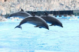 名古屋港水族館（イルカのジャンプ）　愛知県港区の観光・撮影スポットの写真や画像