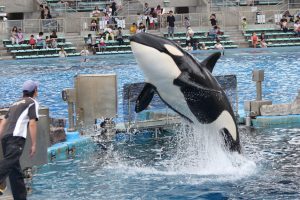 名古屋港水族館（シャチ）　愛知県港区の観光・撮影スポットの写真や画像