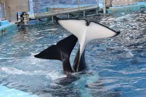 名古屋港水族館（シャチ）　愛知県港区の観光・撮影スポットの写真や画像