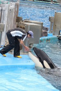 名古屋港水族館（シャチ）　愛知県港区の観光・撮影スポットの写真や画像