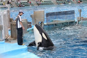 名古屋港水族館（シャチ）　愛知県港区の観光・撮影スポットの写真や画像