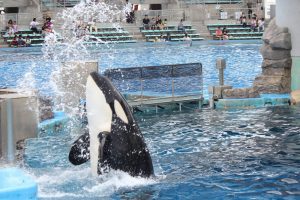 名古屋港水族館（シャチ）　愛知県港区の観光・撮影スポットの写真や画像