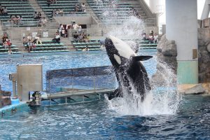 名古屋港水族館（シャチ）　愛知県港区の観光・撮影スポットの写真や画像