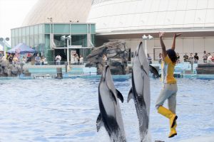 名古屋港水族館（イルカの立ち泳ぎ）　愛知県港区の観光・撮影スポットの写真や画像
