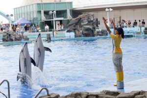名古屋港水族館（イルカの立ち泳ぎ）　愛知県港区の観光・撮影スポットの写真や画像