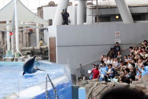 名古屋港水族館（イルカのテールスプラッシュ）　愛知県港区の観光・撮影スポットの写真や画像