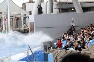 名古屋港水族館（イルカのテールスプラッシュ）　愛知県港区の観光・撮影スポットの写真や画像