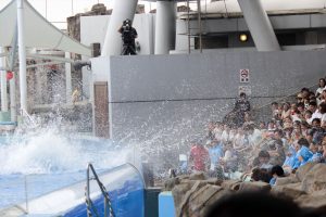 名古屋港水族館（イルカのテールスプラッシュ）　愛知県港区の観光・撮影スポットの写真や画像