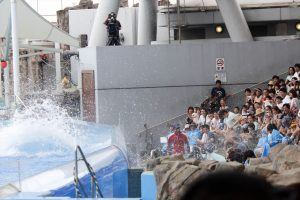 名古屋港水族館（イルカのテールスプラッシュ）　愛知県港区の観光・撮影スポットの写真や画像