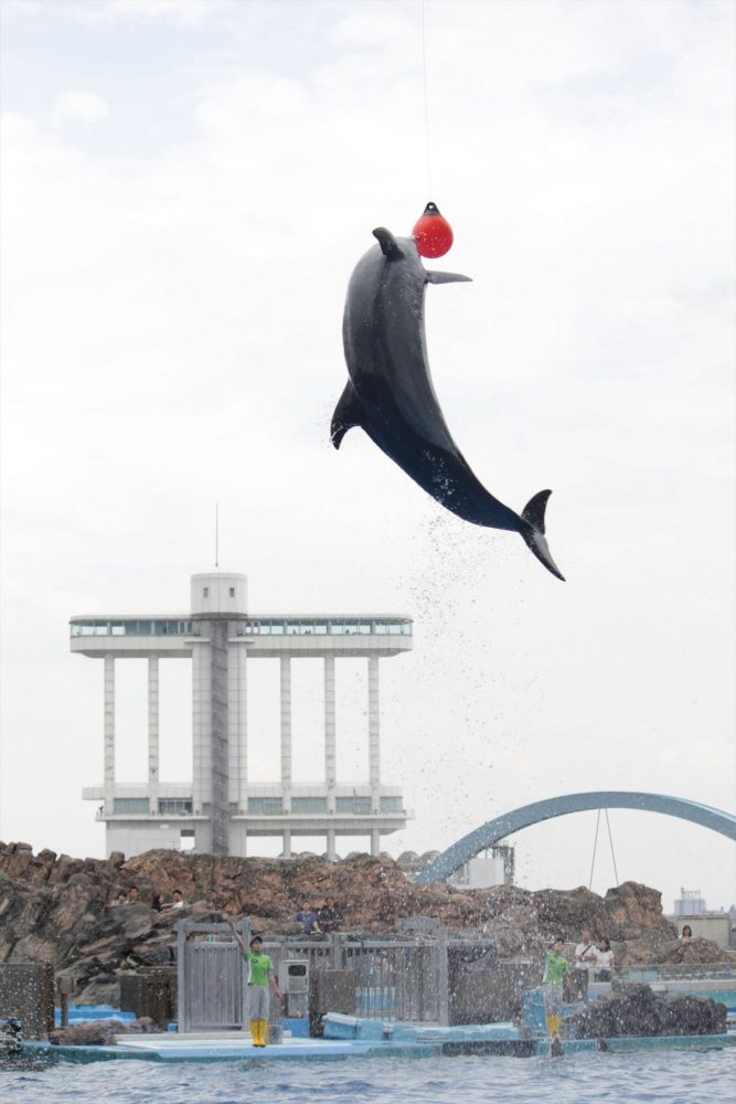 名古屋港水族館（イルカ　大ジャンプ）　愛知県港区の観光・撮影スポットの写真や画像