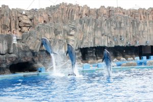 名古屋港水族館（イルカのジャンプ）　愛知県港区の観光・撮影スポットの写真や画像