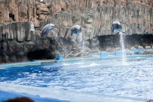 名古屋港水族館（イルカのジャンプ）　愛知県港区の観光・撮影スポットの写真や画像