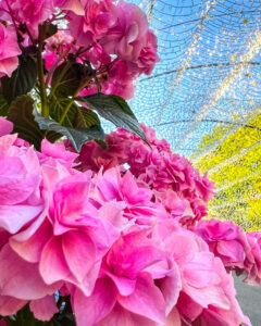 なばなの里、あじさい、6月夏の花、三重県桑名市の観光・撮影スポットの名所