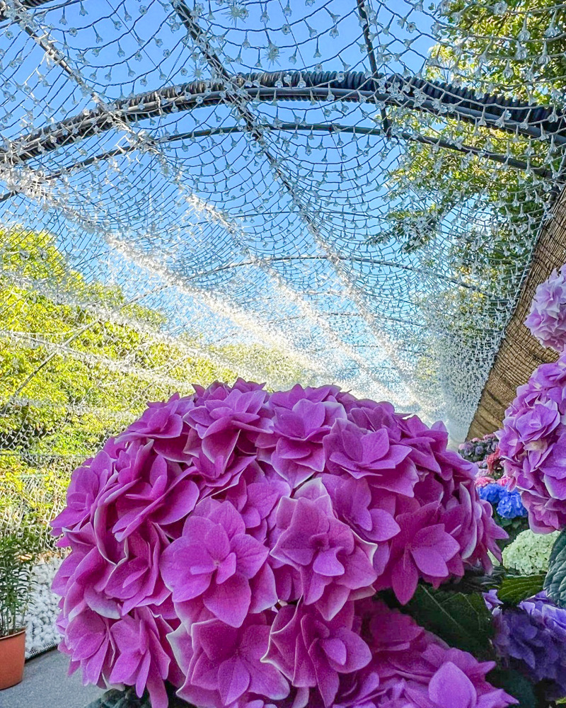 なばなの里、あじさい、6月夏の花、三重県桑名市の観光・撮影スポットの名所