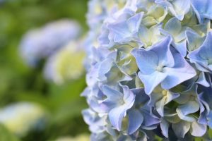 大池公園（あじさい）　愛知県東海市の観光・撮影スポットの写真や画像