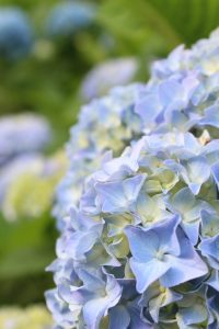大池公園（あじさい）　愛知県東海市の観光・撮影スポットの写真や画像