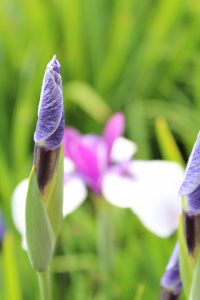 大池公園（花しょうぶのつぼみ）　愛知県東海市の観光・撮影スポットの写真や画像