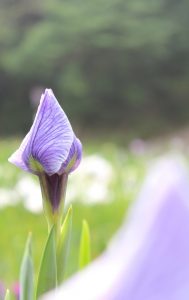 大池公園（花しょうぶの咲始め）　愛知県東海市の観光・撮影スポットの写真や画像