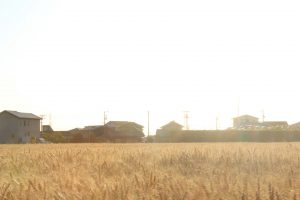 夕方の麦畑　小麦　安城市　デンパーク前　２０１７年5月6月　観光・撮影スポットの写真や画像
