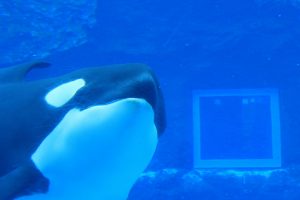 シャチ　名古屋港水族館　　愛知県港区の観光・撮影スポットの写真や画像