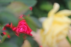 大池公園（バラ）　愛知県東海市の観光・撮影スポットの写真や画像