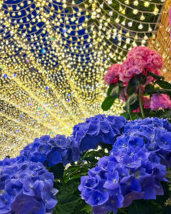 なばなの里、あじさい、6月夏の花、三重県桑名市の観光・撮影スポットの名所