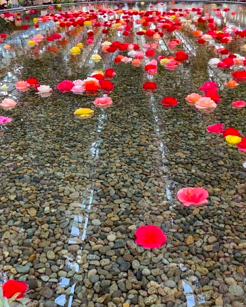 なばなの里、ベゴニアガーデン、6月夏の花、三重県桑名市の観光・撮影スポットの名所