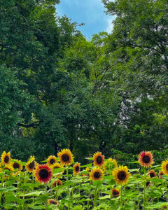フラワーパーク江南 、ひまわり、7月夏の花、愛知県江南市の観光・撮影スポットの名所