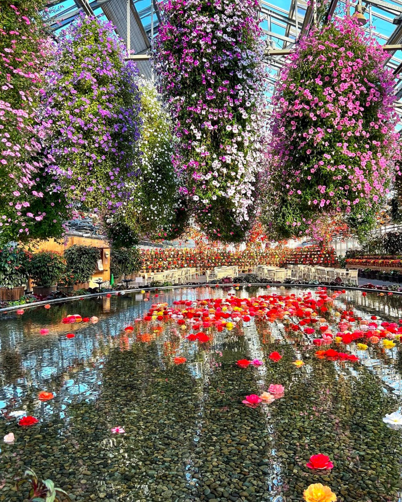 なばなの里、ベゴニアガーデン、6月夏の花、三重県桑名市の観光・撮影スポットの名所