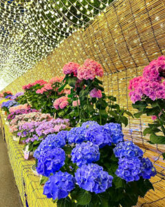 なばなの里、あじさい、6月夏の花、三重県桑名市の観光・撮影スポットの名所