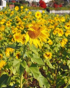 あいとうマーガレットステーション、ひまわり、8月夏、滋賀県東近江市の観光・撮影スポットの名所