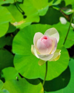 羽島市大賀ハス園、6月夏の花、岐阜県羽島市の観光・撮影スポットの名所