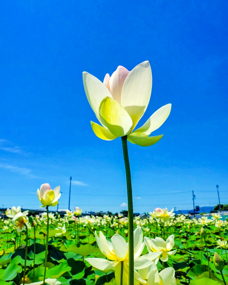 羽島市大賀ハス園、6月夏の花、岐阜県羽島市の観光・撮影スポットの名所