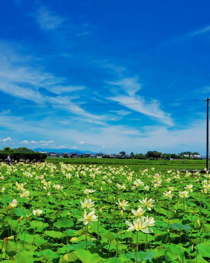 羽島市大賀ハス園、6月夏の花、岐阜県羽島市の観光・撮影スポットの名所